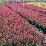 Červienka Fraserova (Photinia × fraseri) ´RED ROBIN´ - výška 20-30 cm, kont. C2L
